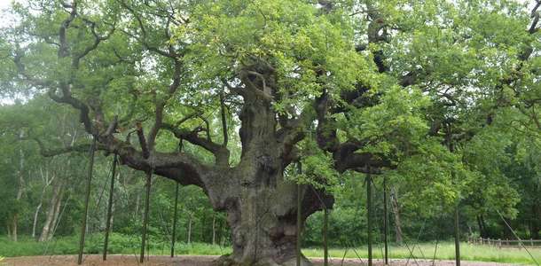Robin Hood’un evi Sherwood Ormanı’nı gezin