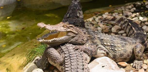 Soçi Hayvanat Bahçesi