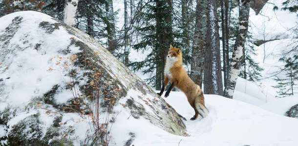 Stolby Doğal Koruma Alanı’nda doğanın elinden çıkmış harikaları keşfedin