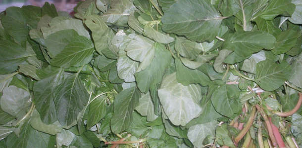 Su Mancarı Salatası