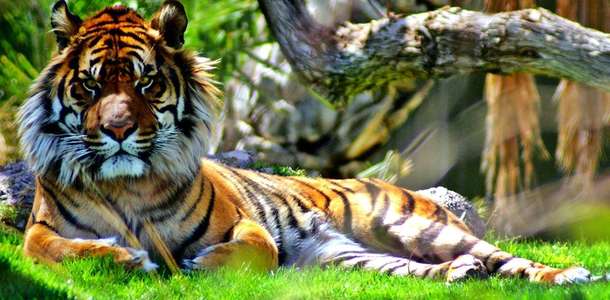 Meşhur Bengal kaplanını görmeden dönmeyin