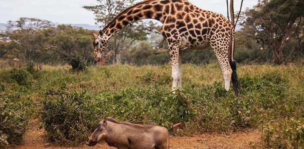 Uganda Doğal Yaşam Merkezi