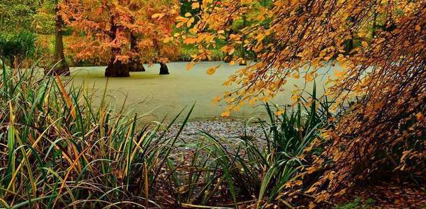 Rombergpark Botanik Parkı