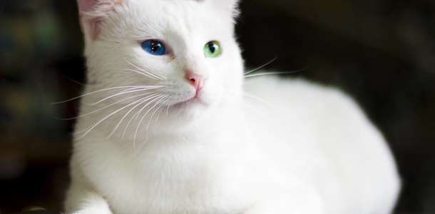 Kedi Evi’nde Van Kedileri ile vakit geçirin