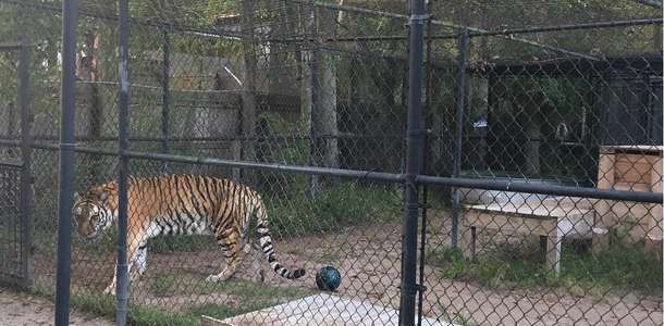 Catty Shack Ranch Wildlife Sanctuary’da vahşi kedileri besleyin