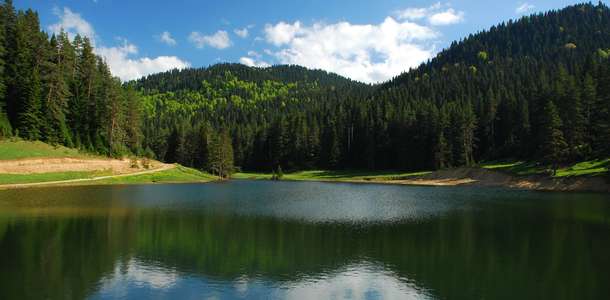 Yenice Ormanları’nda yenilenin
