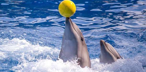 Keyifli vakit geçirmek ve su dünyasını tanımak için Dolphinarium’u gezin