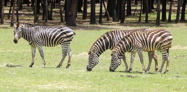 Karaganda Hayvanat Bahçesi