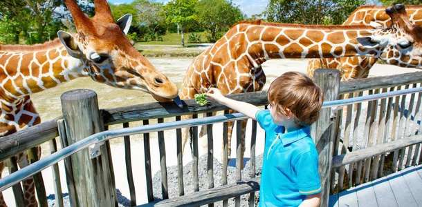 Zoologico de Cali’de vakit geçirin