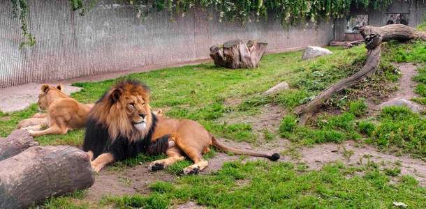 Keyifli zaman geçirmek için Zoological Park’a gidin, çiçeklerle dolu parklarında dinlenin